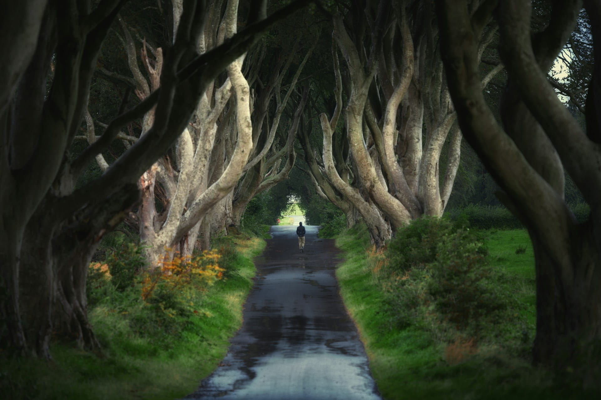 Dark Hedges