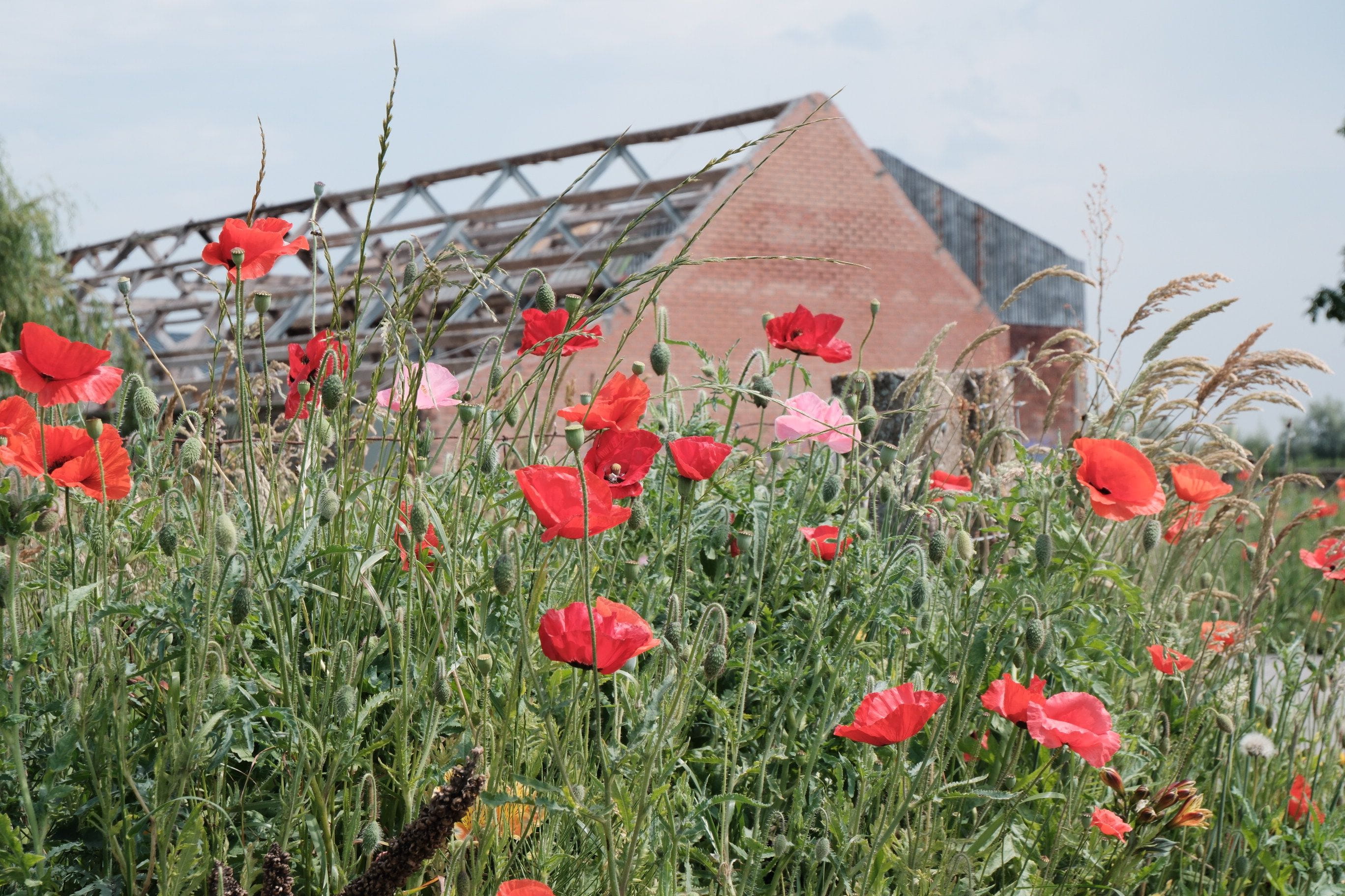 discover flanders fields