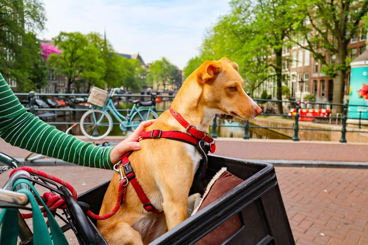 Dog Friendly Break in Amsterdam