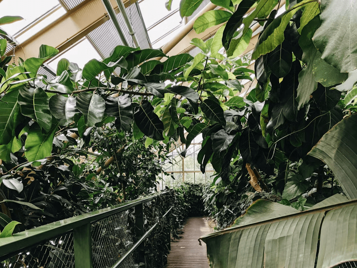Hortus Botanicus Leiden