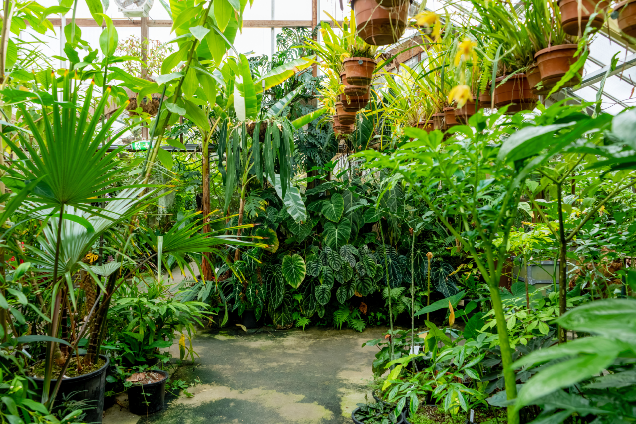 Hortus Botanicus Gardens Leiden