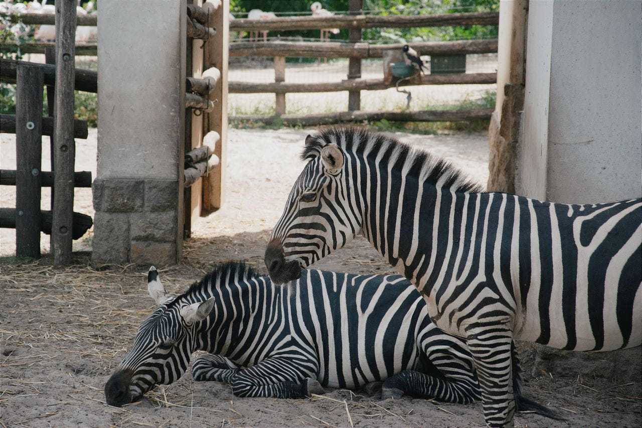 Lille Zoo