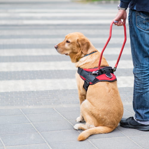 Guide Dog waiting with owner at crossing