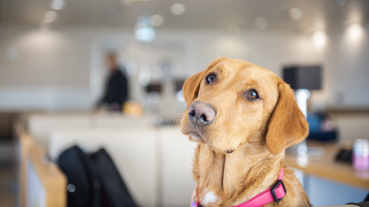 Pet lounge Dover to Calais