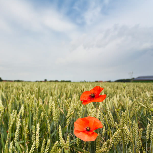 Flanders Fields Belgium. Visit Flanders