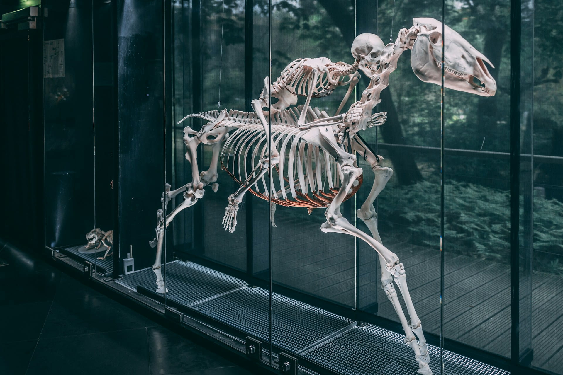 Toulouse Natural History Museum