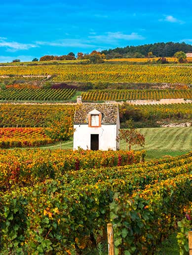 UNESCO world heritage vineyards in Burgundy