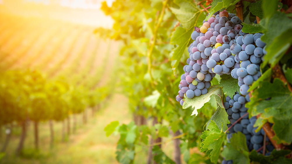 Vineyard Burgundy in France