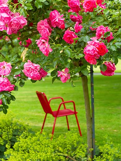 Rose garden Westfalenpark in Dortmund