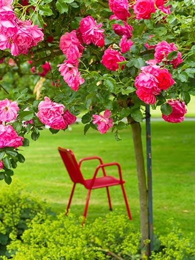 Rose garden Westfalenpark in Dortmund
