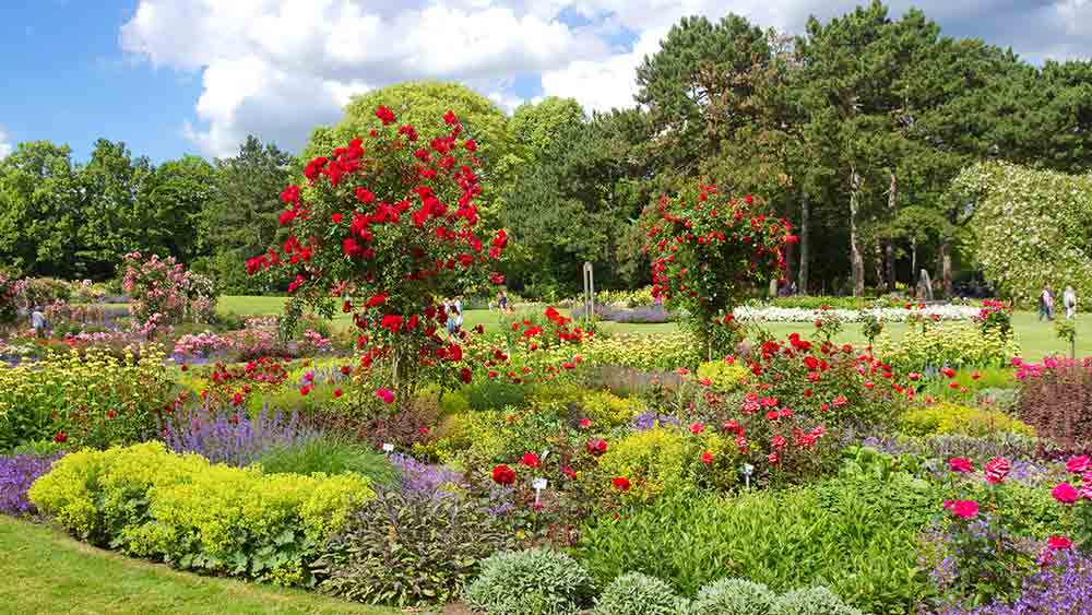 Rose garden in Westfalenpark, Dortmund