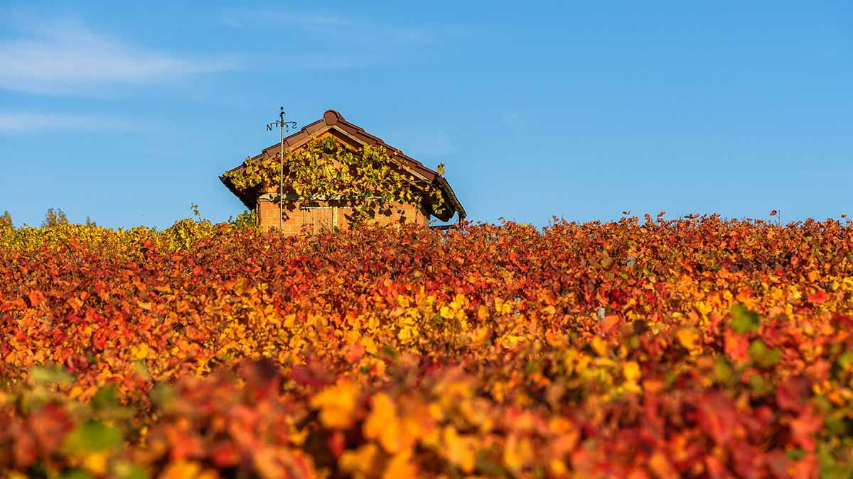 Vineyard in Stuttgart, Germany