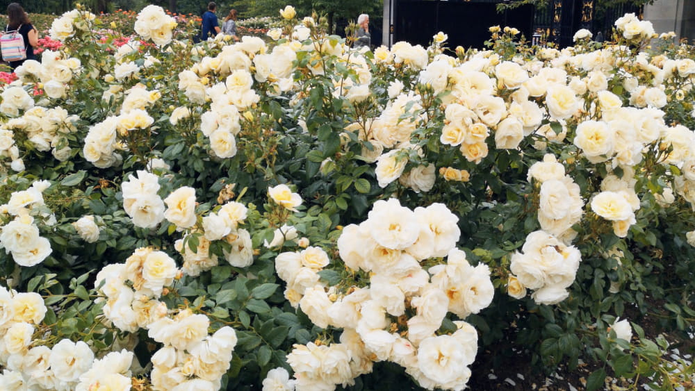 Queen Mary Gardens in Regents Park