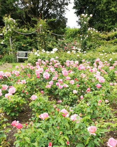 Regents Park Rose Garden