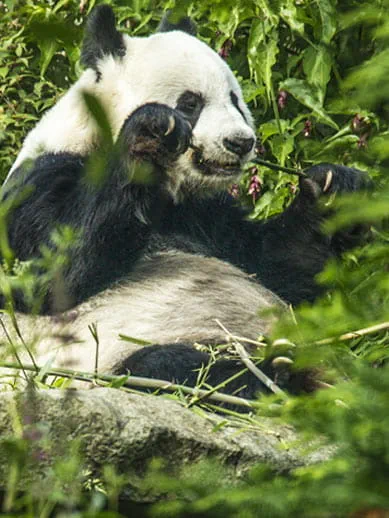 Panda wielka w zoo w Edynburgu