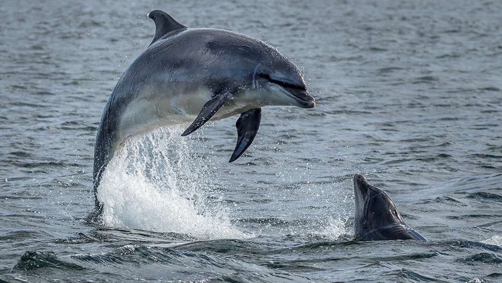 Dolfijnen in Inverness Schotland