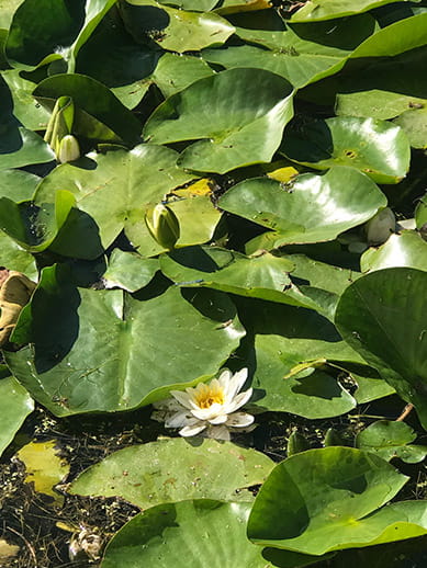 Lilypond in Harewood House