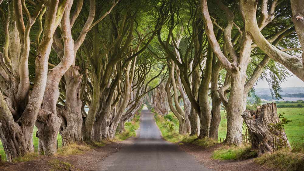 Armoy dark hedges in Northern Ireland