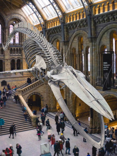 A free London Museum