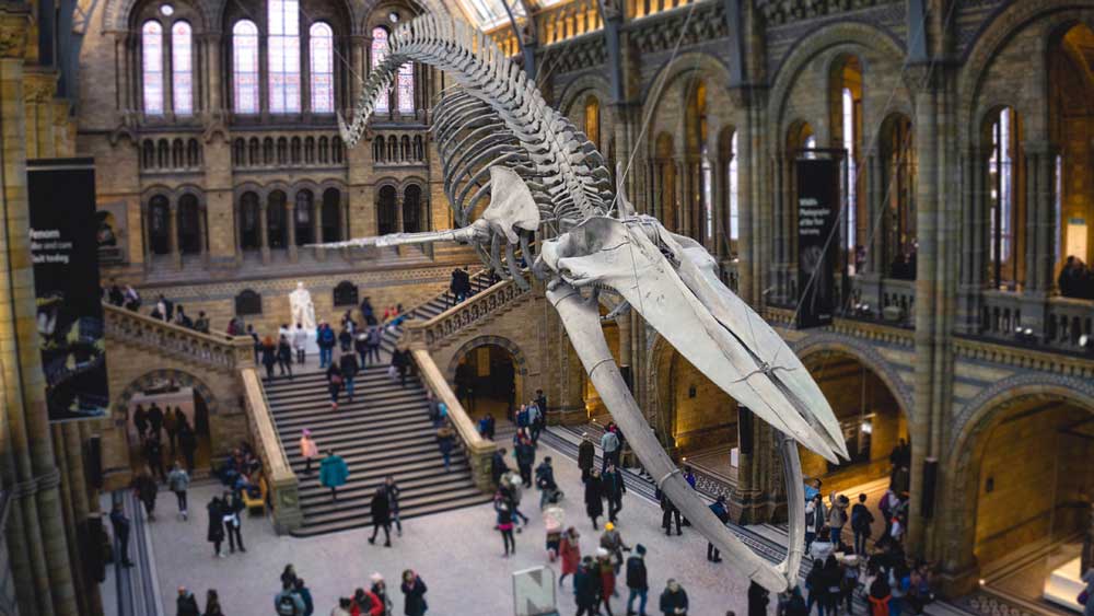 History Museum in London