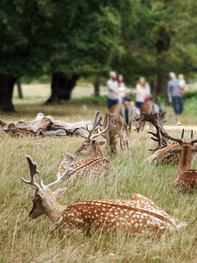 Richmond Park London