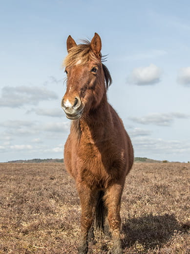New Forest Pony près de Southampton
