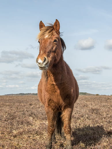 New Forest Pony bei Southampton