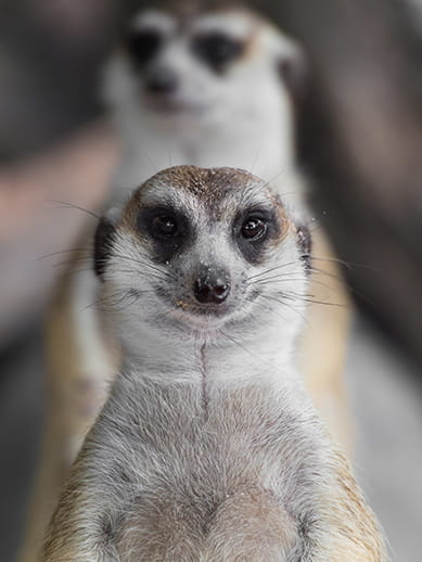 Meercats at Long Leat