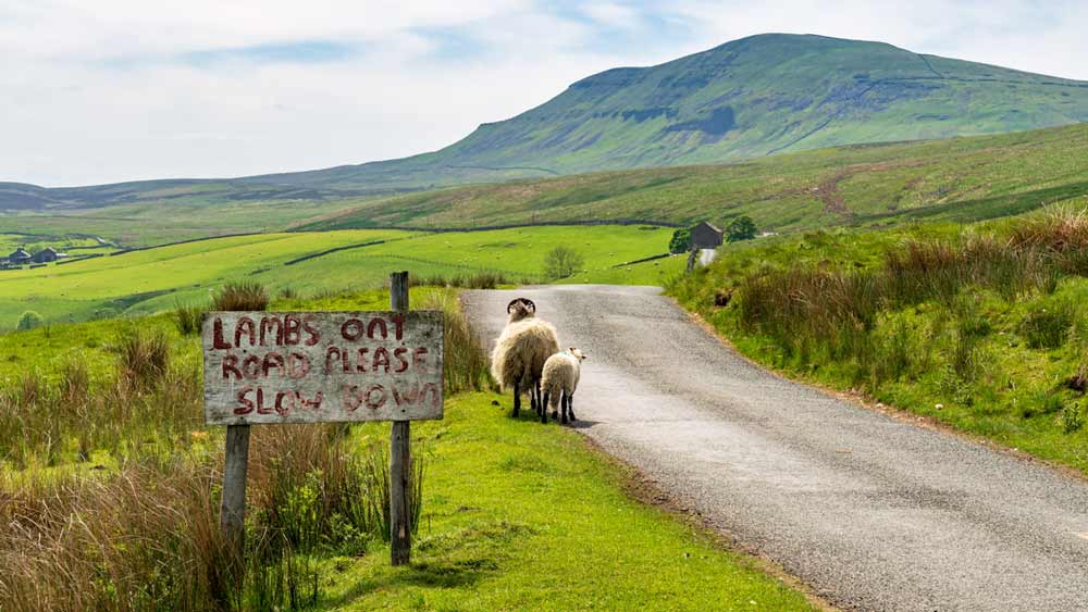 Yorkshire Downs in England
