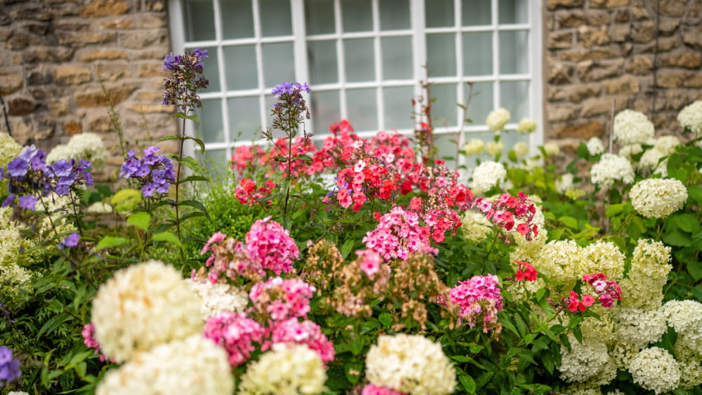 Flowers in York