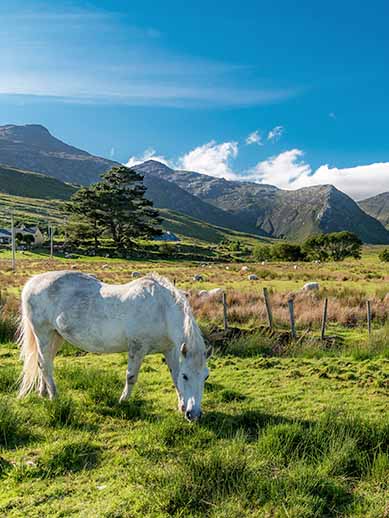 Connemara-Pony in Galway