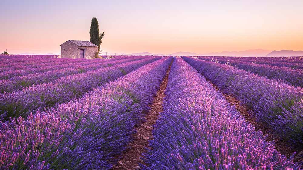 Lavendar fields in France