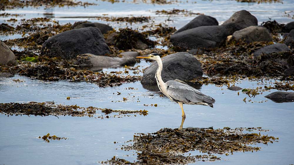 Wild life in Ireland