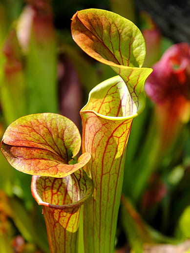 Hortus Botanicus in the Netherlands