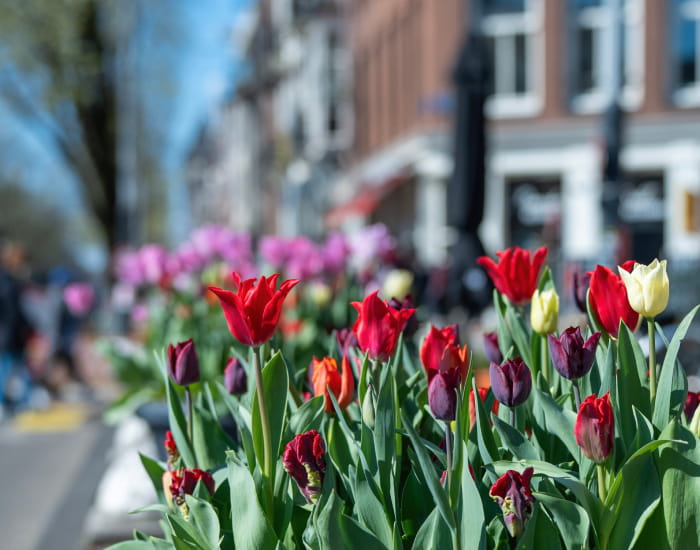 Amsterdam on a budget - flowers in Amsterdam