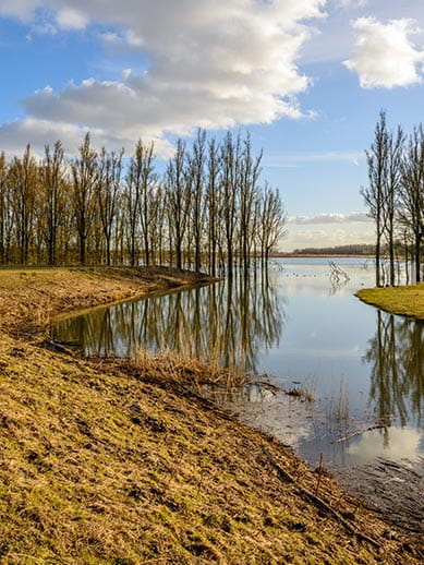 De Biesbosch National Park in the Netherlands