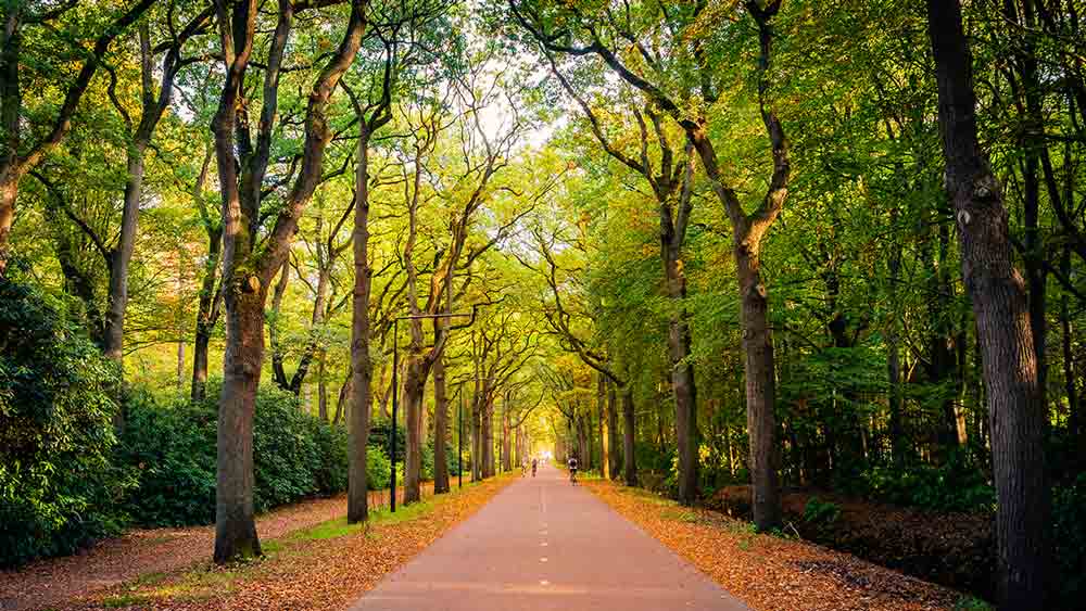 Forest Road in Eindhoven, Netherlands
