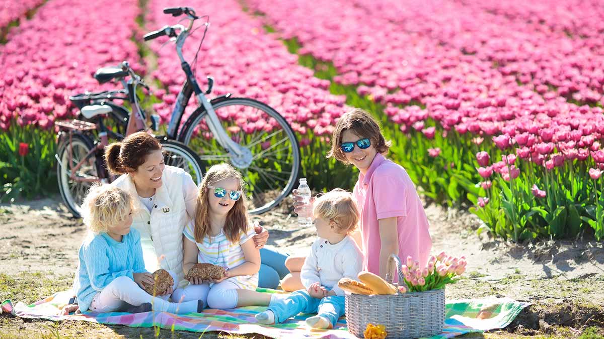 Family having a picnic in the tulip fields of the Netherlands.
