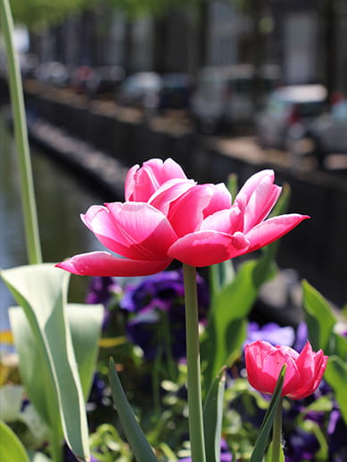 Dutch tulips in Gouda