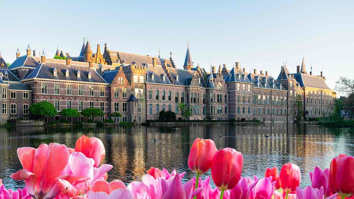 Tulips at Binnenhof Parliament in The Hague