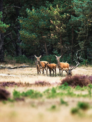 Wildlife at Hoge Valuwe National Park 