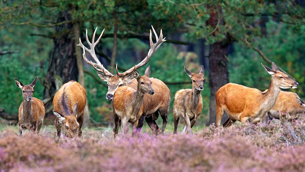 Hoge Veluwe National Park