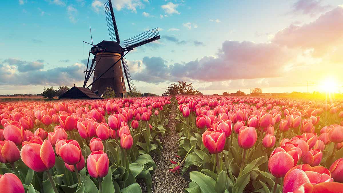 Dutch Windmill in Rotterdam