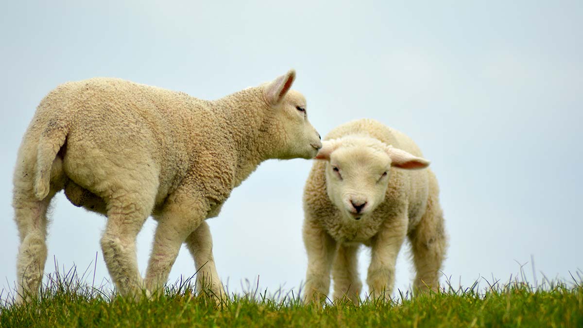 Lambs in Texel, Netherlands
