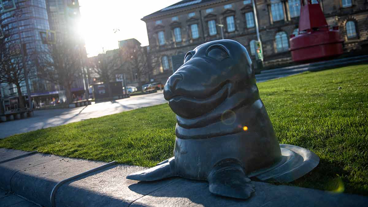 Seal of Surprise in Belfast