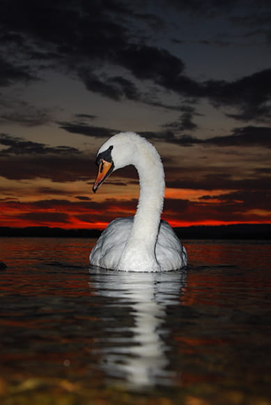Swan in County Fermanagh