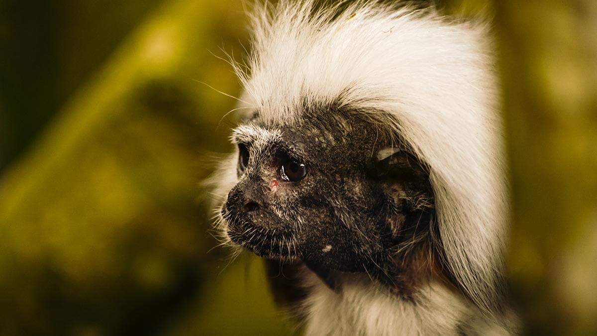 Małpa w zoo w Belfaście