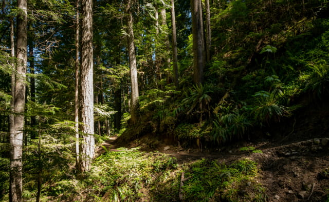 Forest bathing retreat