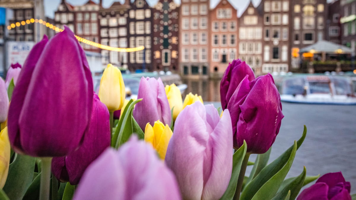 Valentines day in Amsterdam