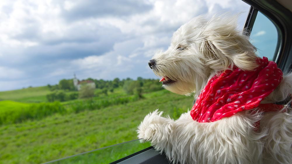 Add pets to your season tickets
